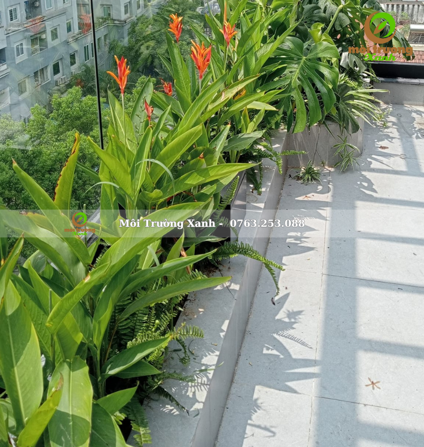 Tiểu cảnh ban công - môi trường xanh