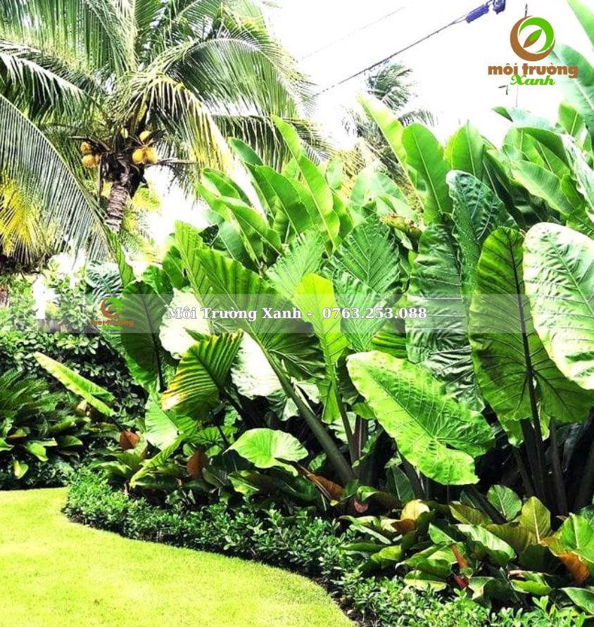 Tiểu cảnh sân vườn - môi trường xanh