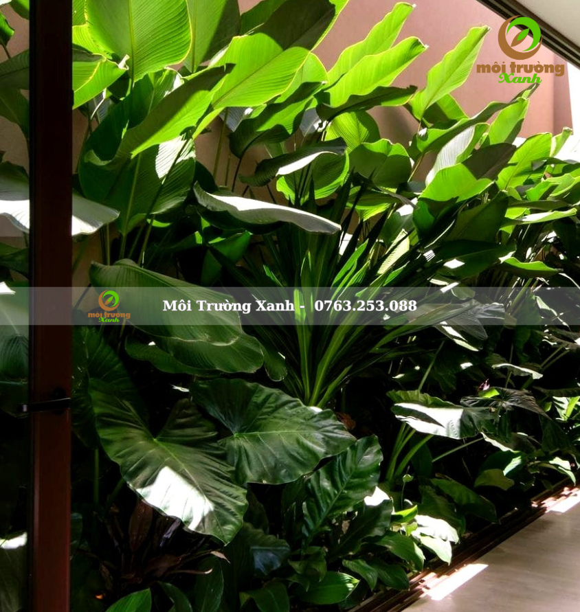 Tiểu cảnh sân vườn - môi trường xanh