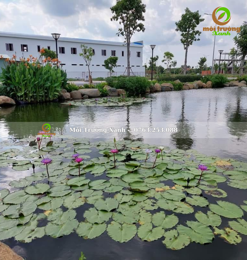 Tiểu cảnh sân vườn - môi trường xanh