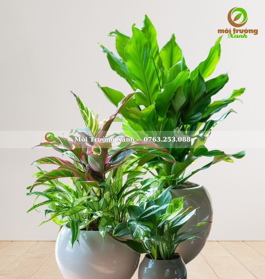 bộ chậu cây - môi trường xanh