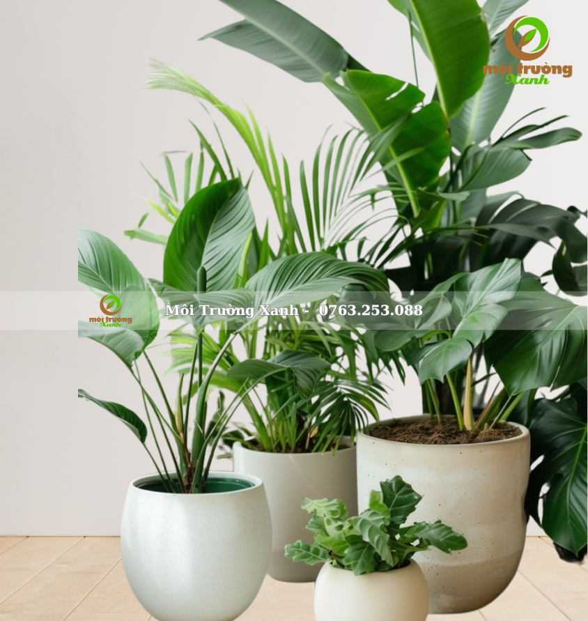 bộ chậu cây - môi trường xanh