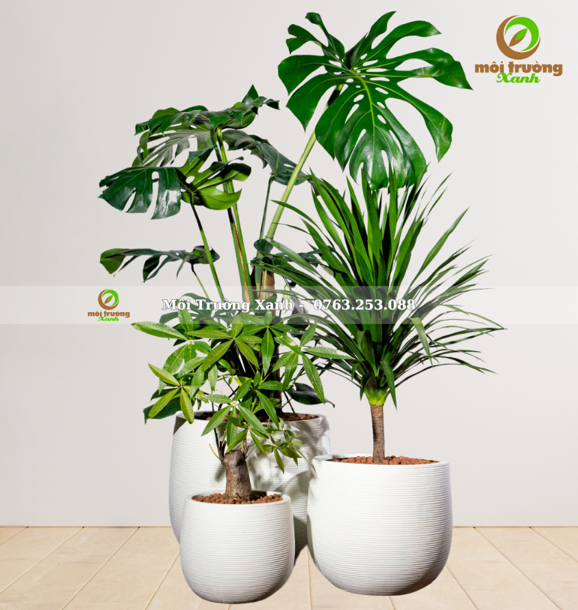bộ chậu cây - môi trường xanh