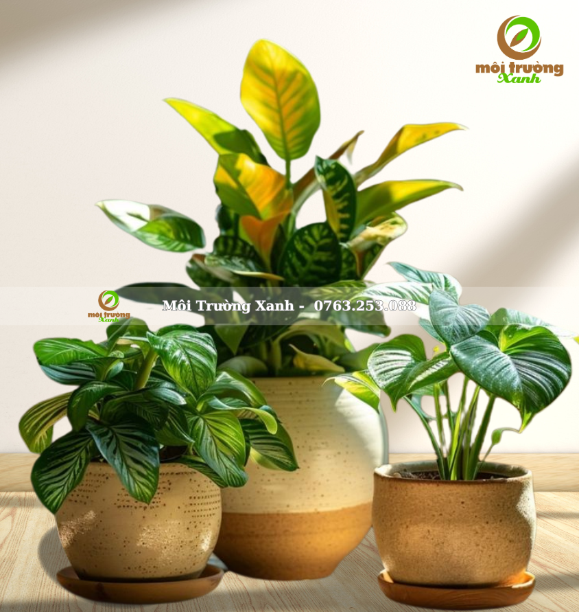 bộ chậu cây - môi trường xanh