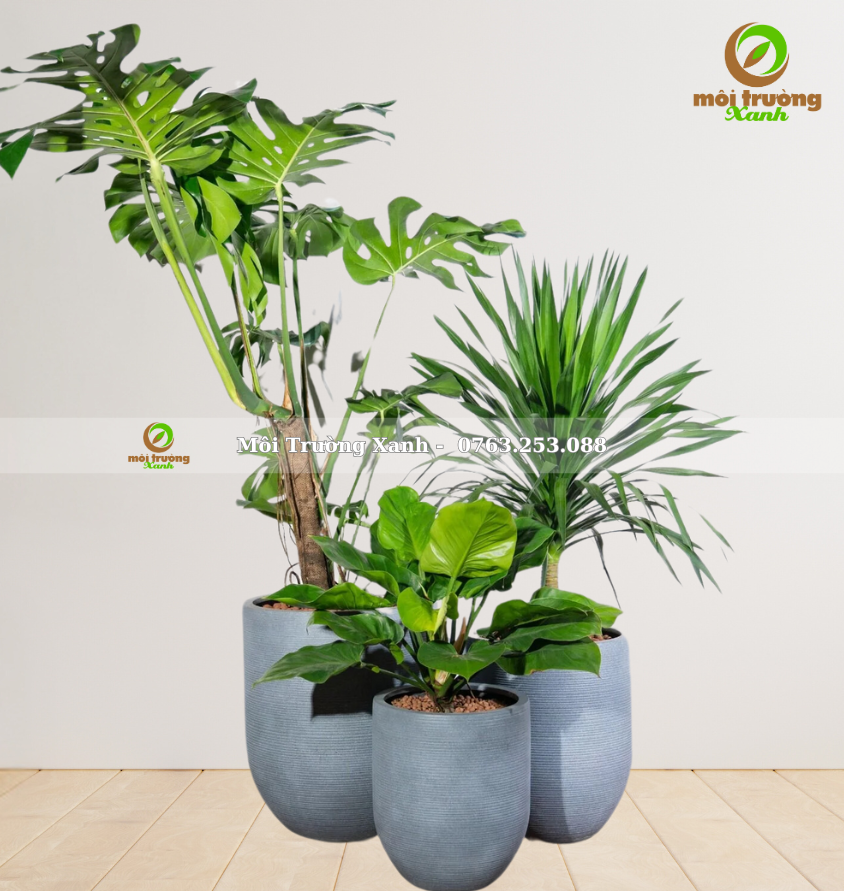 bộ chậu cây - môi trường xanh