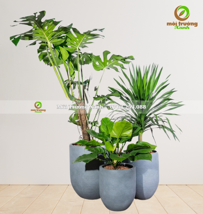 bộ chậu cây - môi trường xanh