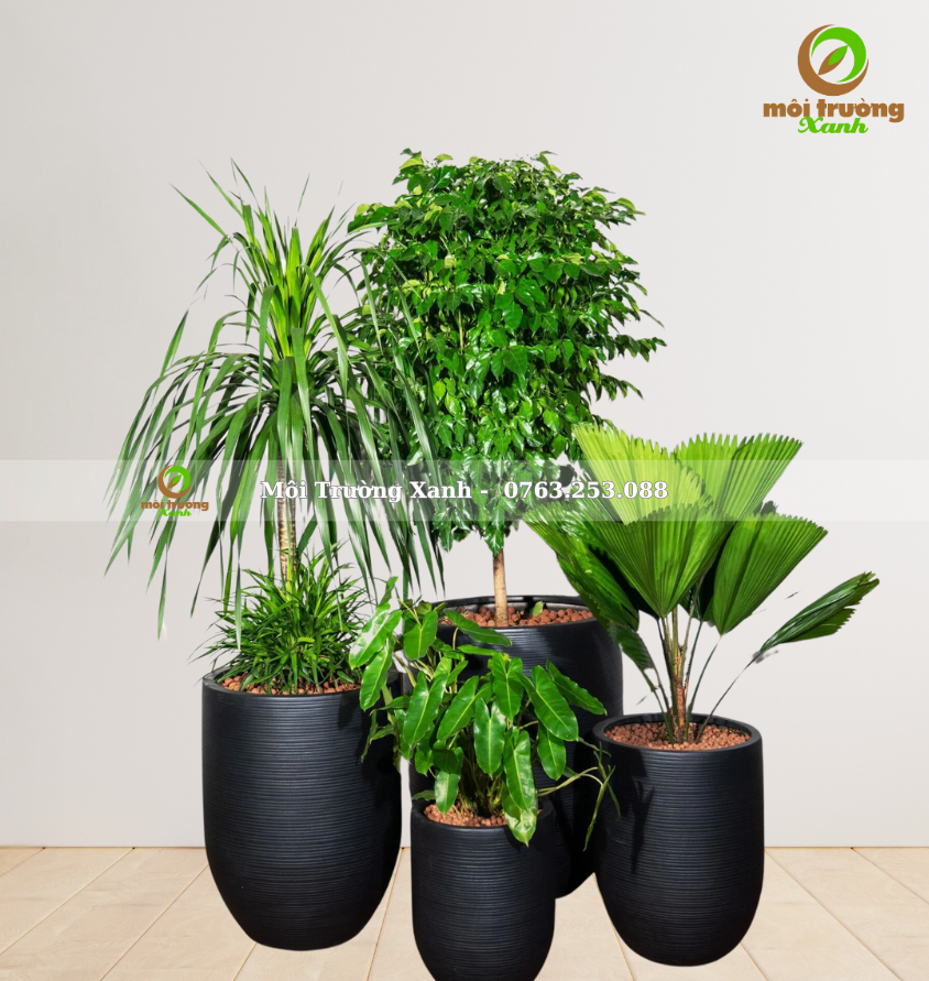bộ chậu cây - môi trường xanh