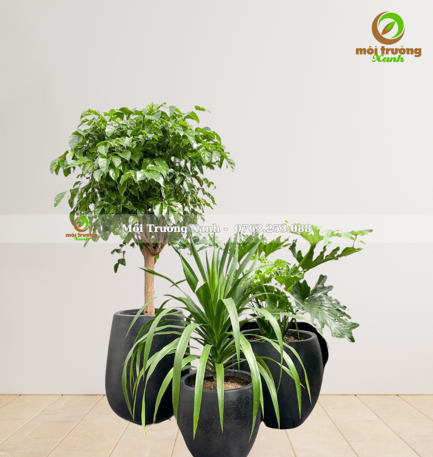 bộ chậu cây - môi trường xanh