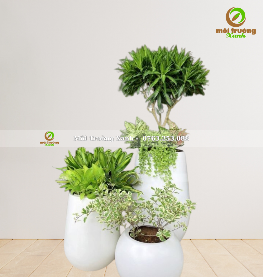 bộ chậu cây - môi trường xanh