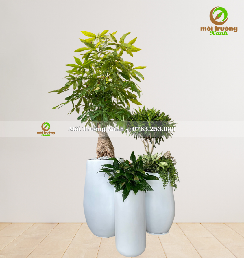 bộ chậu cây - môi trường xanh