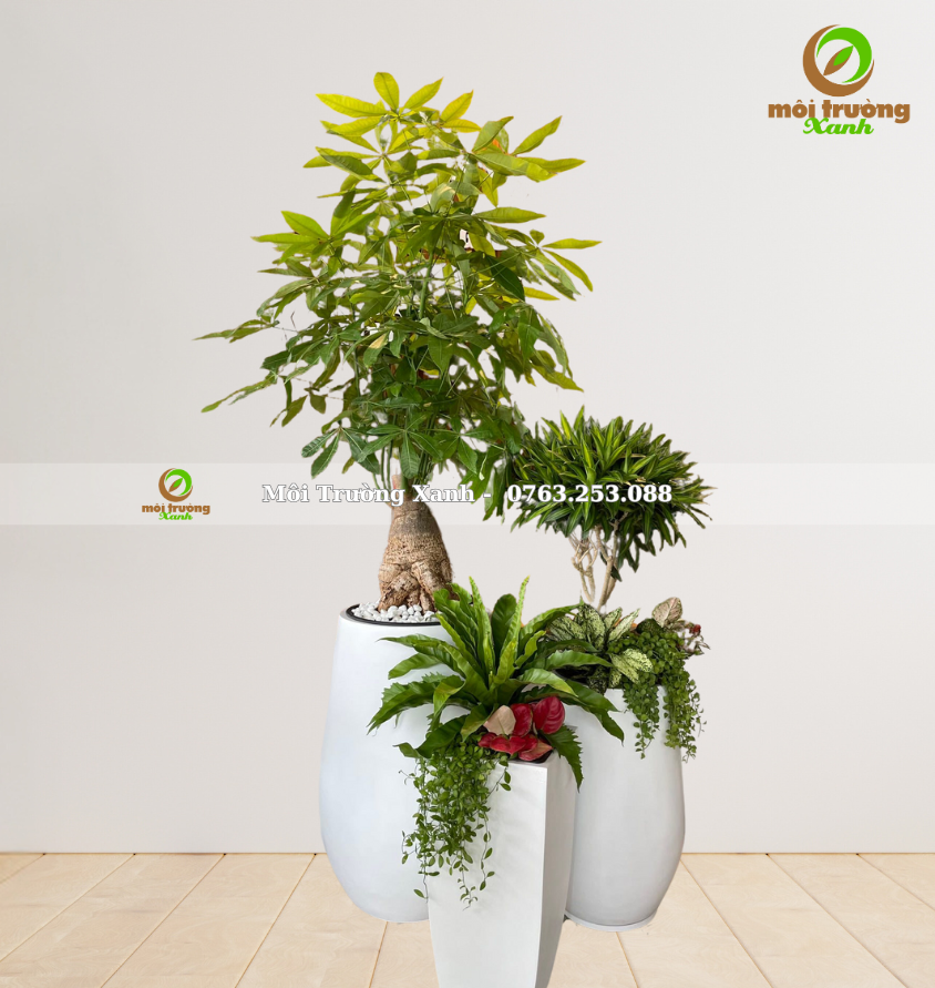 bộ chậu cây - môi trường xanh