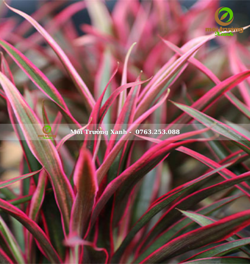 cây ánh dương - môi trường xanh