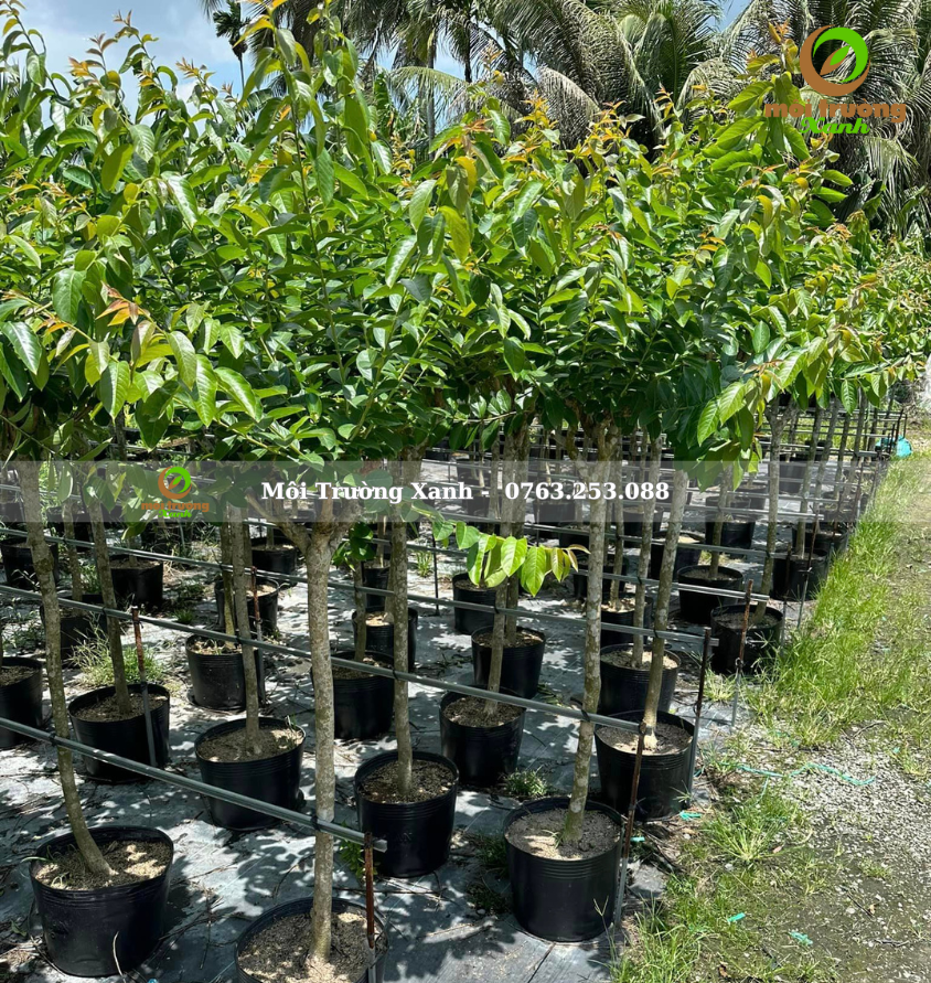 cây bằng lăng thái - môi trường xanh