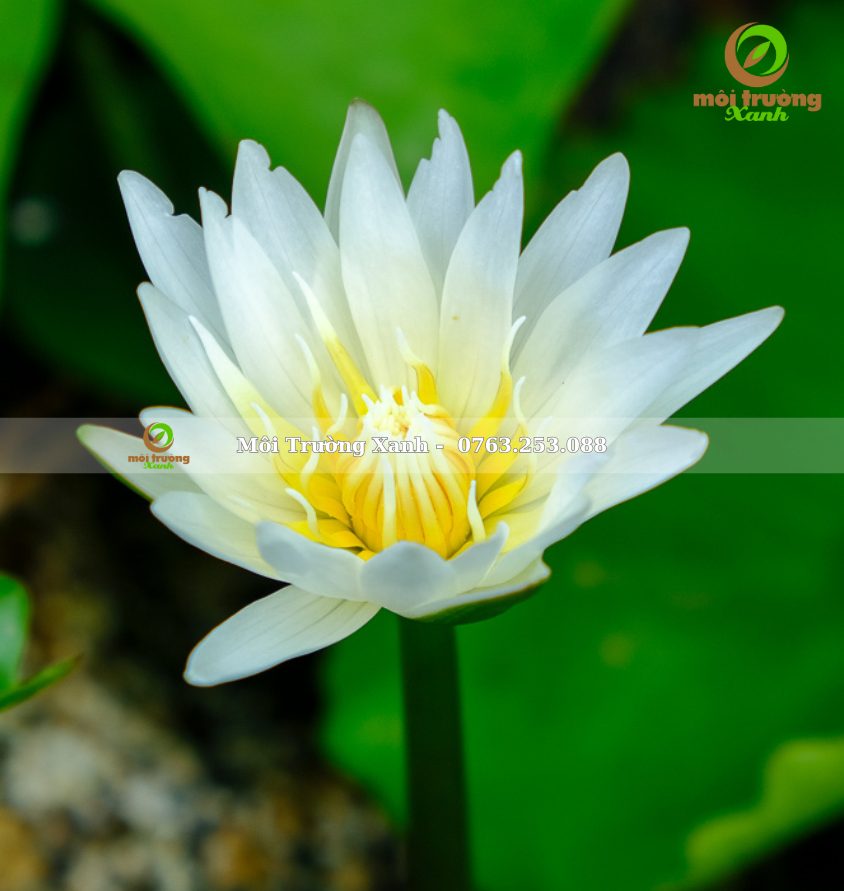 cây bông súng - môi trường xanh