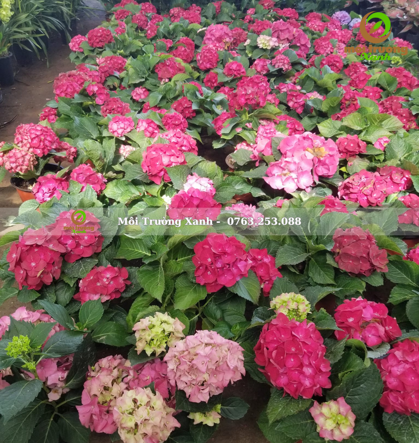 cây cẩm tú cầu - môi trường xanh