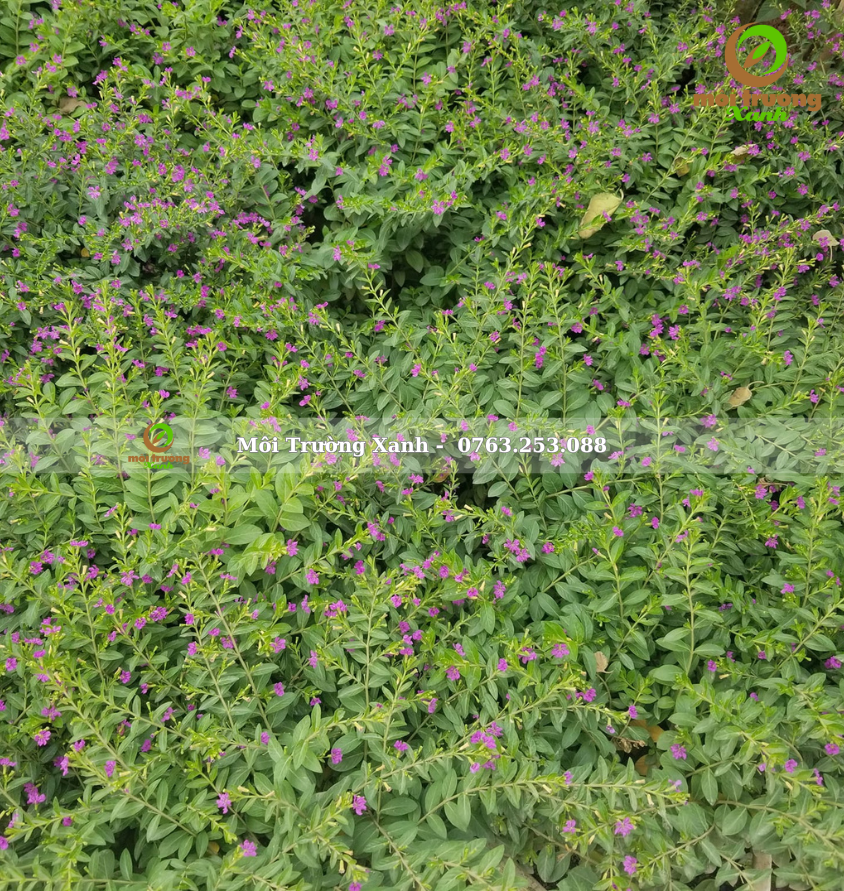 cây cẩm tú mai - môi trường xanh