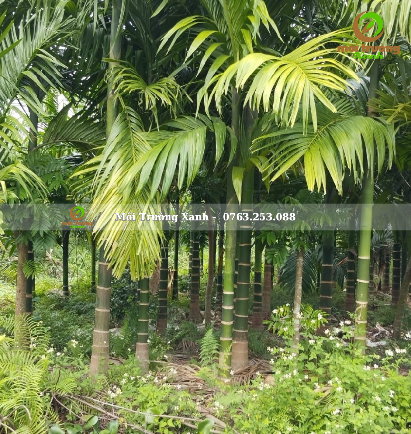 cây cau trắng - môi trường xanh