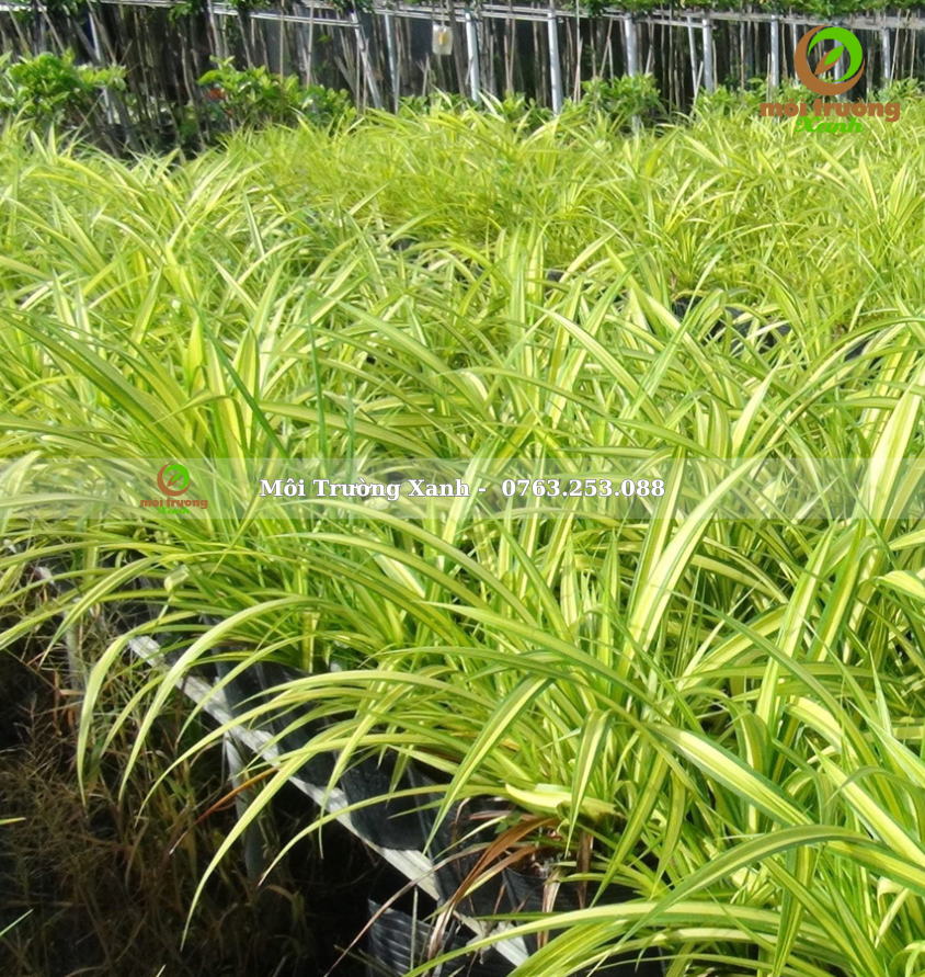 cây dứa vạn phát