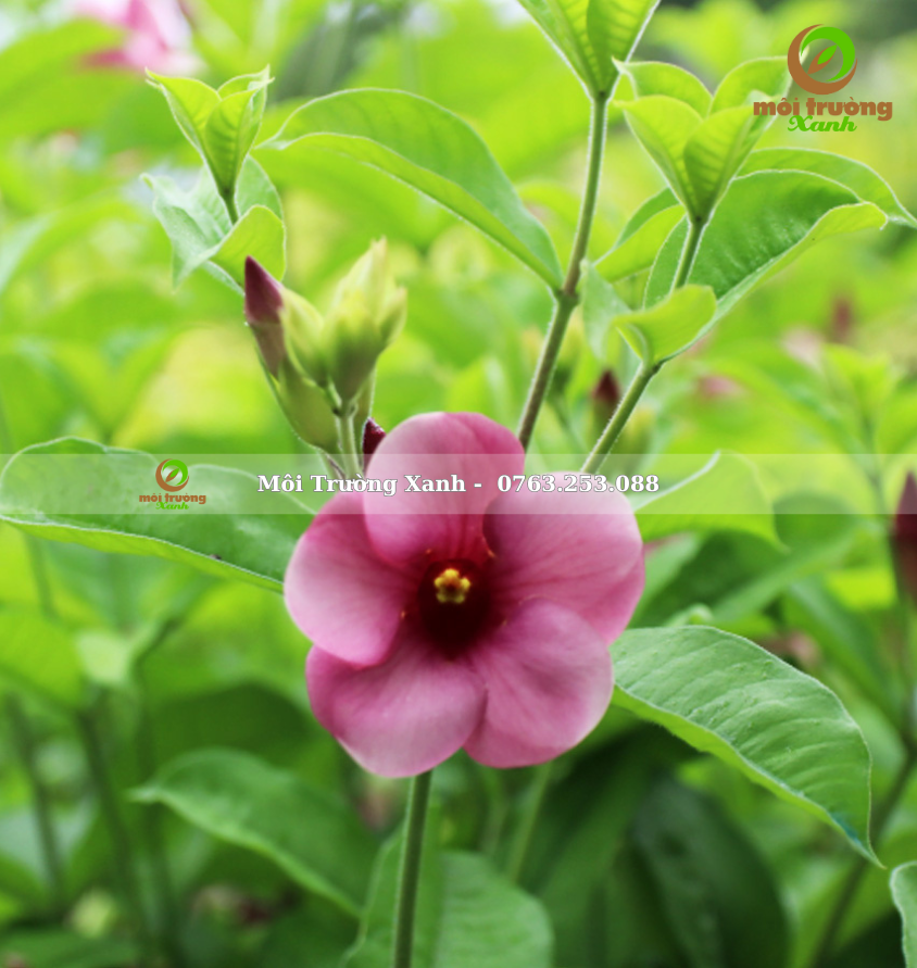 cây huỳnh anh tím