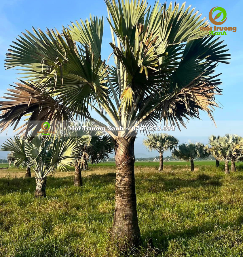 cây kè bạc - môi trường xanh