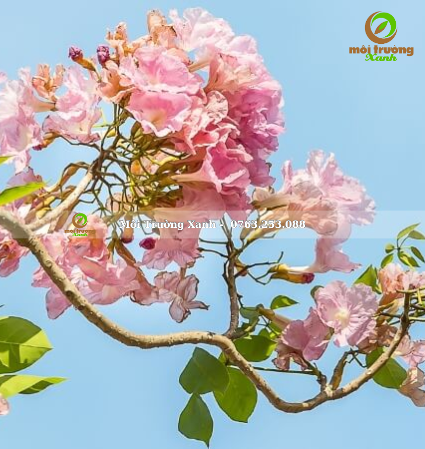 cay ken hong moi truong xanh 1