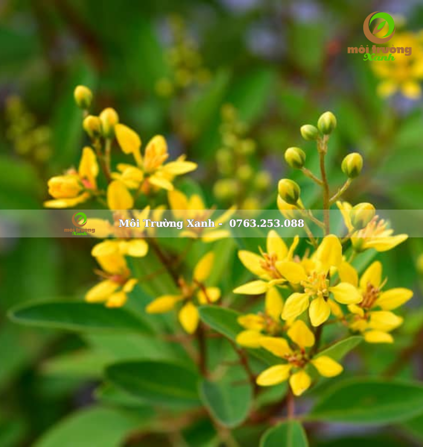 cây kim đồng vàng