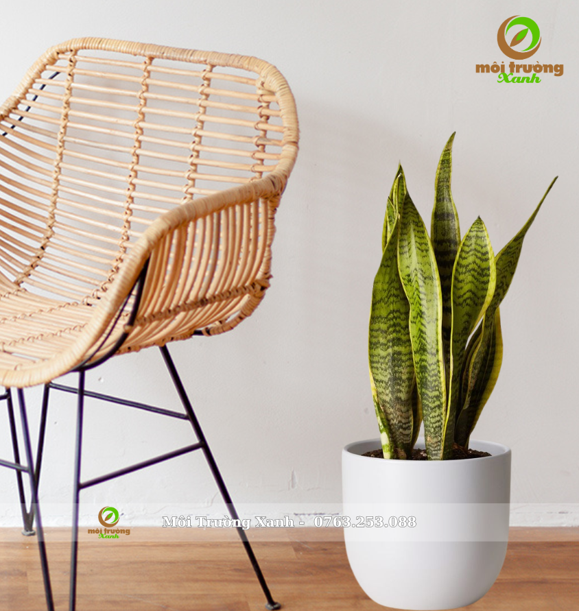 cây lưỡi hổ chậu bầu thấp - môi trường xanh