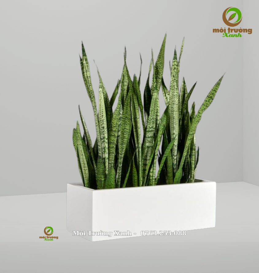 cây lưỡi hổ chậu chữ nhật - môi trường xanh