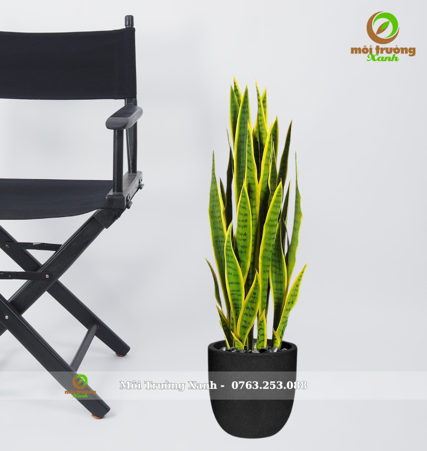 cây lưỡi hổ chậu tròn thấp - môi trường xanh (1)