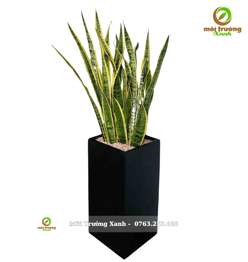 cây lưỡi hổ - chậu vuông cao
