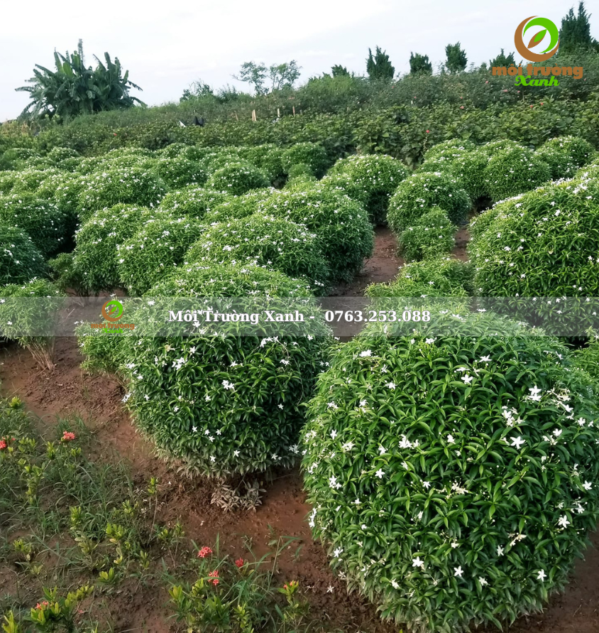 cây mai vạn phúc