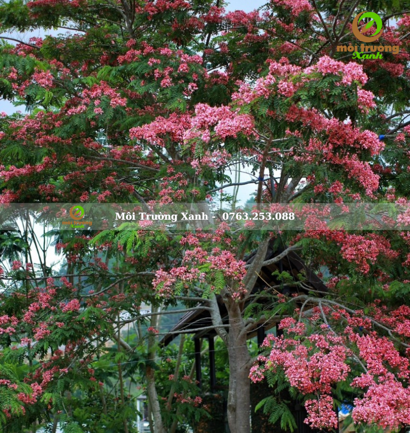 cây muồng hoa đào - môi trường xanh