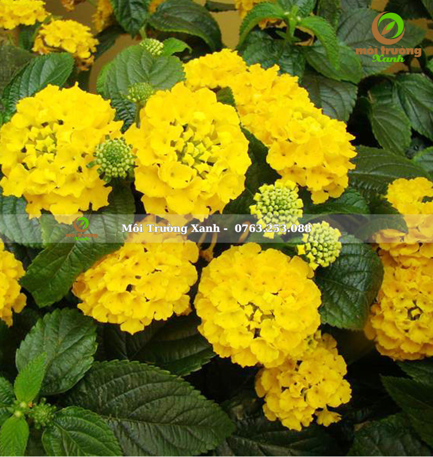 cây ngũ sắc vàng