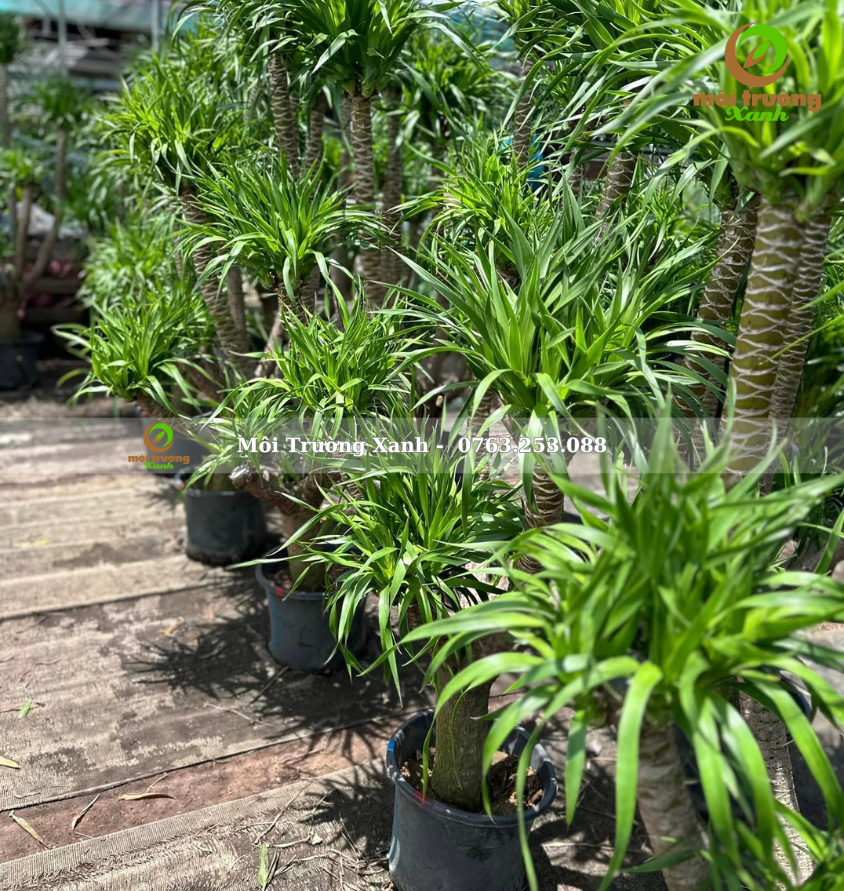 cây phát tài núi