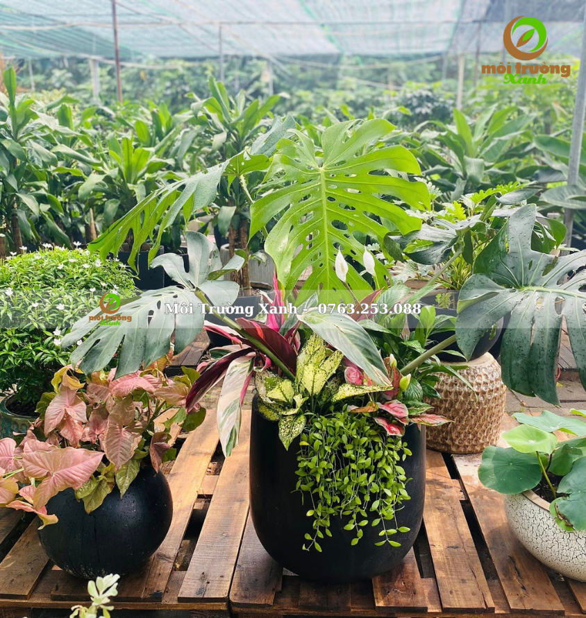 cây phối chậu - môi trường xanh