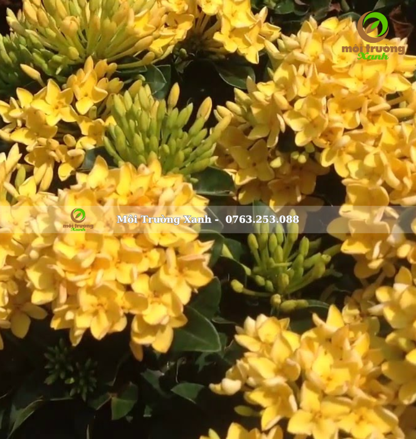 cây trang mỹ vàng - môi trường xanh
