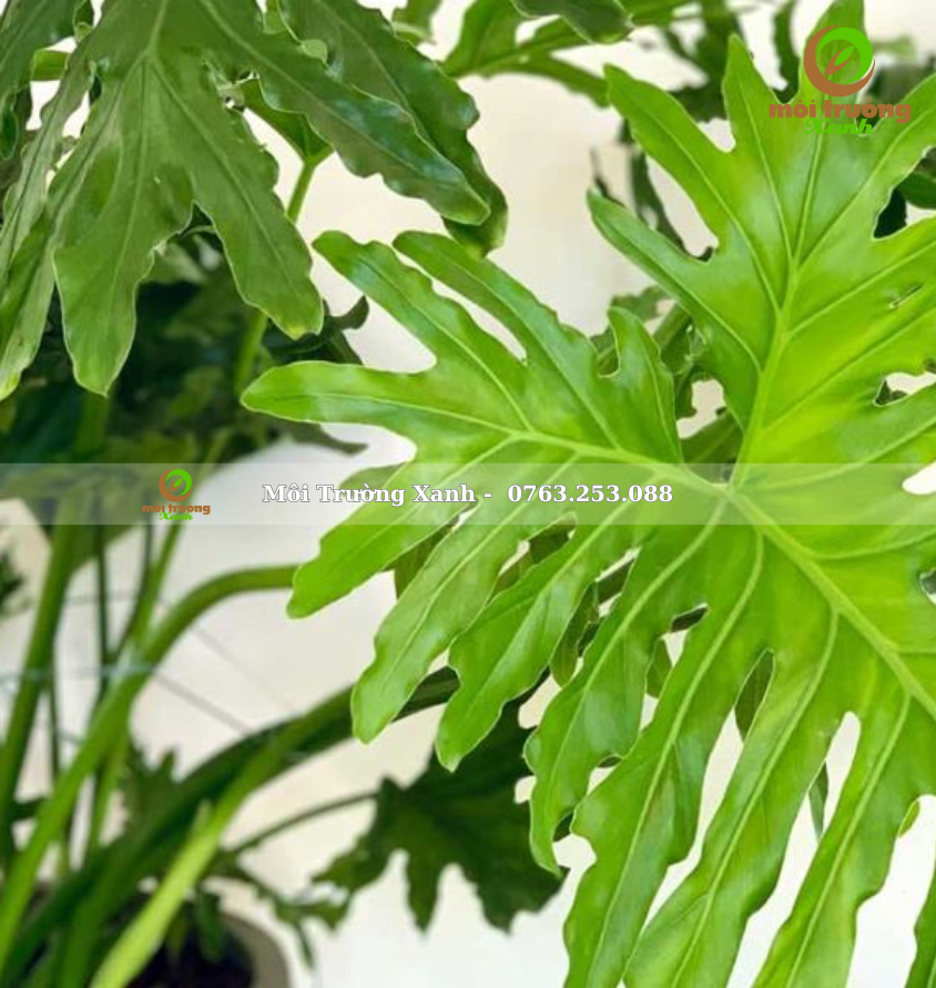 cây trầu bà thanh xuân - môi trường xanh