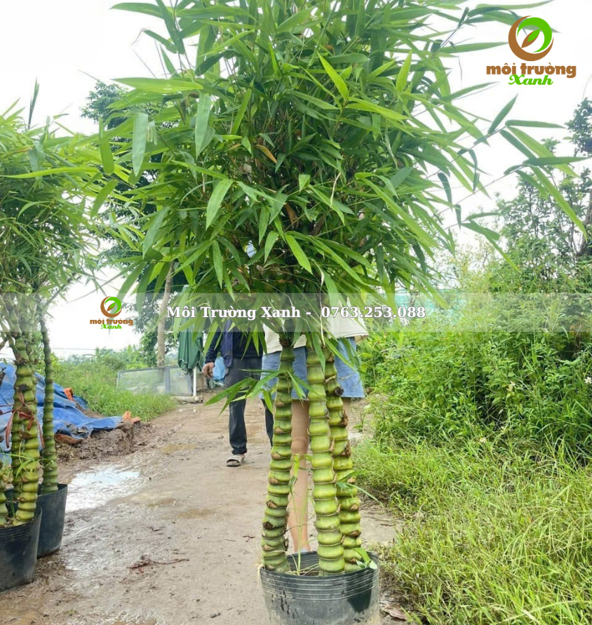 cây trúc - môi trường xanh