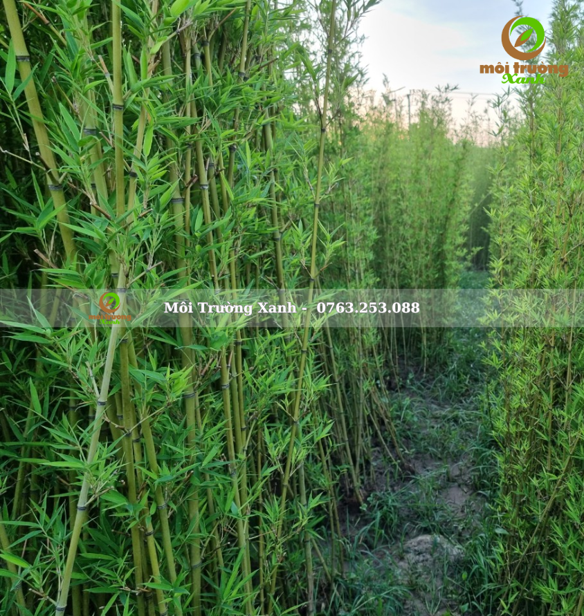 cây trúc quân tử - môi trường xanh