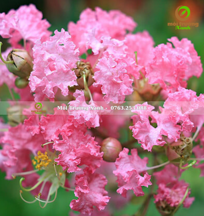 cây tường vi - môi trường xanh