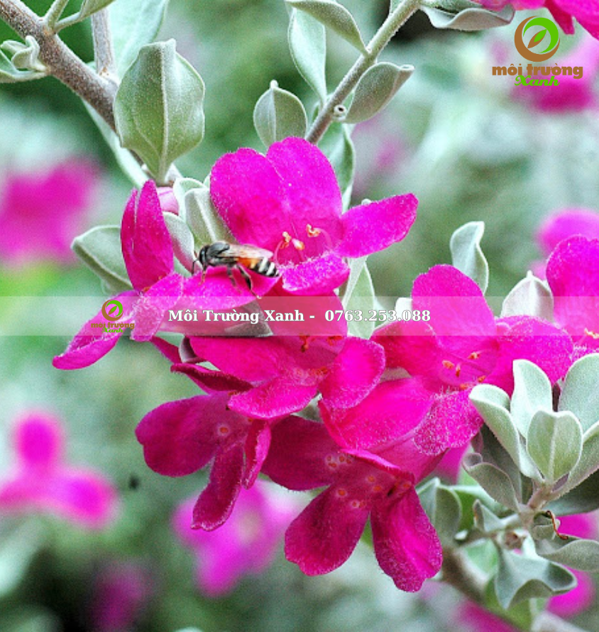 cây tuyết sơn phi hồng - môi trường xanh