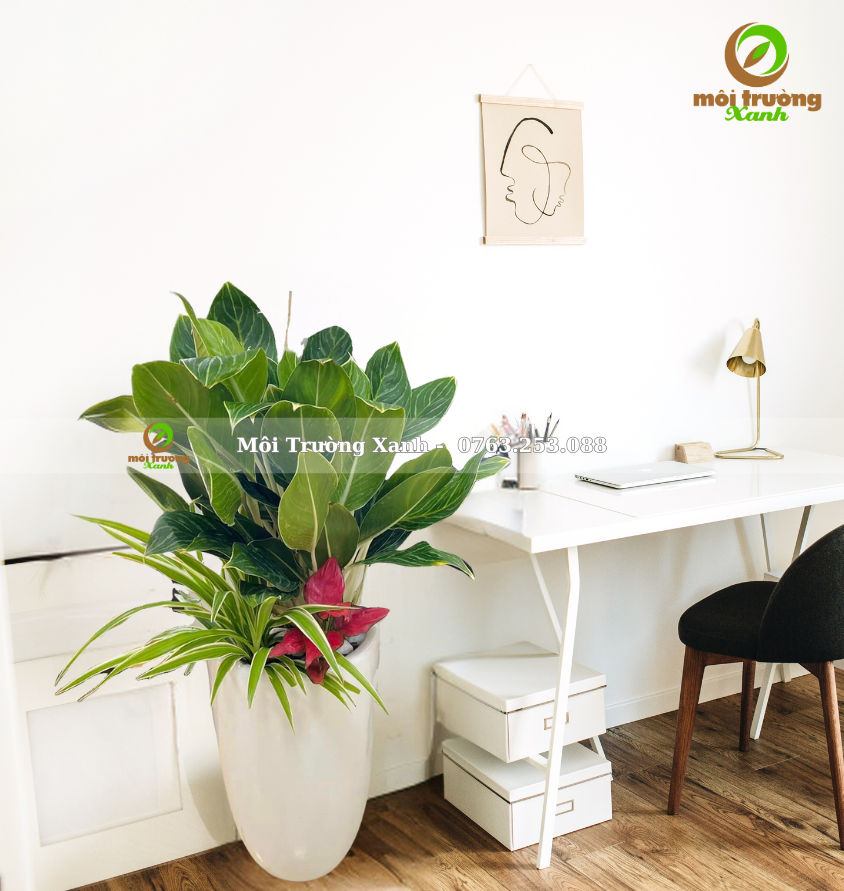 chậu cây phối - môi trường xanh (2)