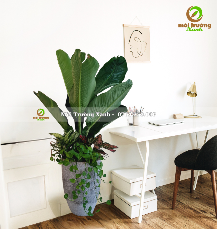 chậu cây phối - môi trường xanh