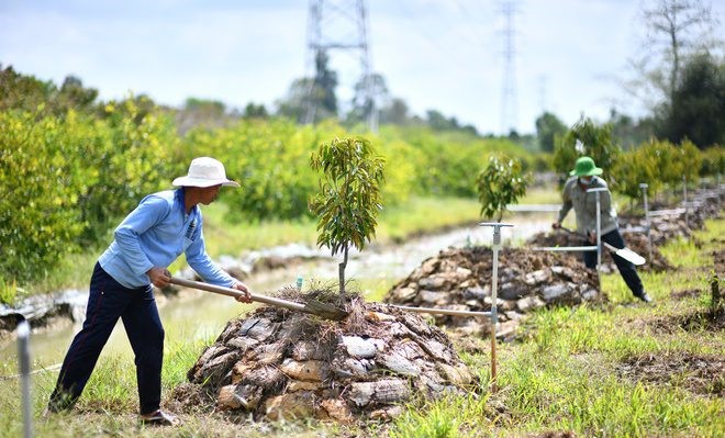 10 kinh nghiệm bứng cây, chuyển cây đạt tỷ lệ sống cao nhất!